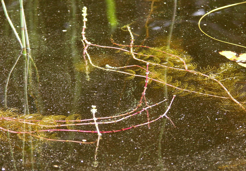 Изображение особи Myriophyllum spicatum.