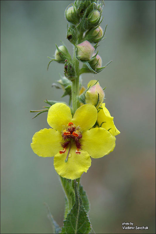 Verbascum blattaria