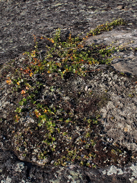 Image of Betula nana specimen.