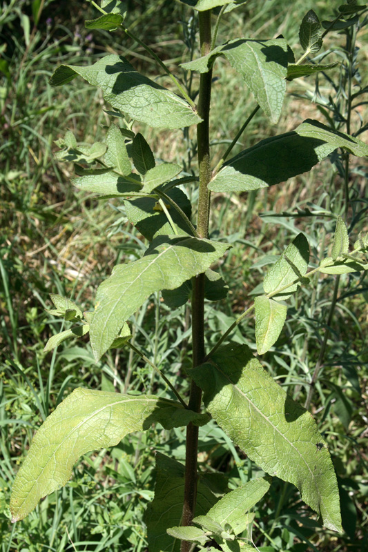 Изображение особи Verbascum sinuatum.