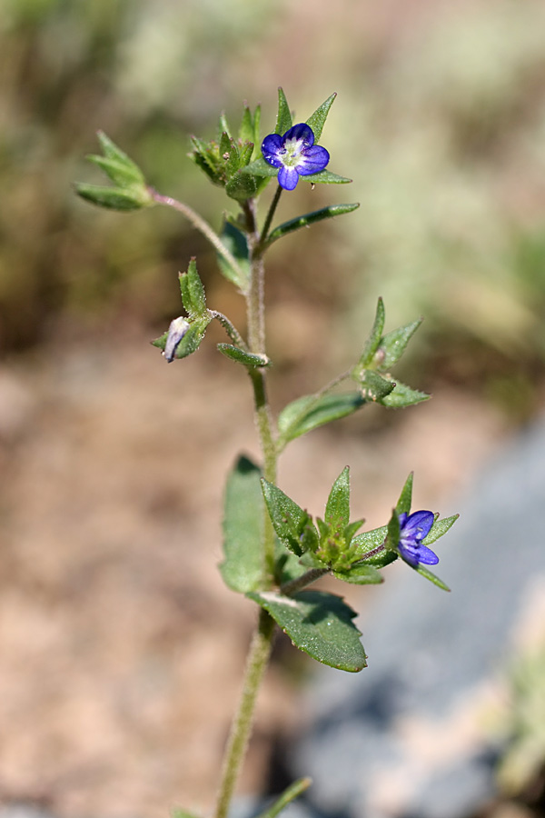 Image of Veronica campylopoda specimen.