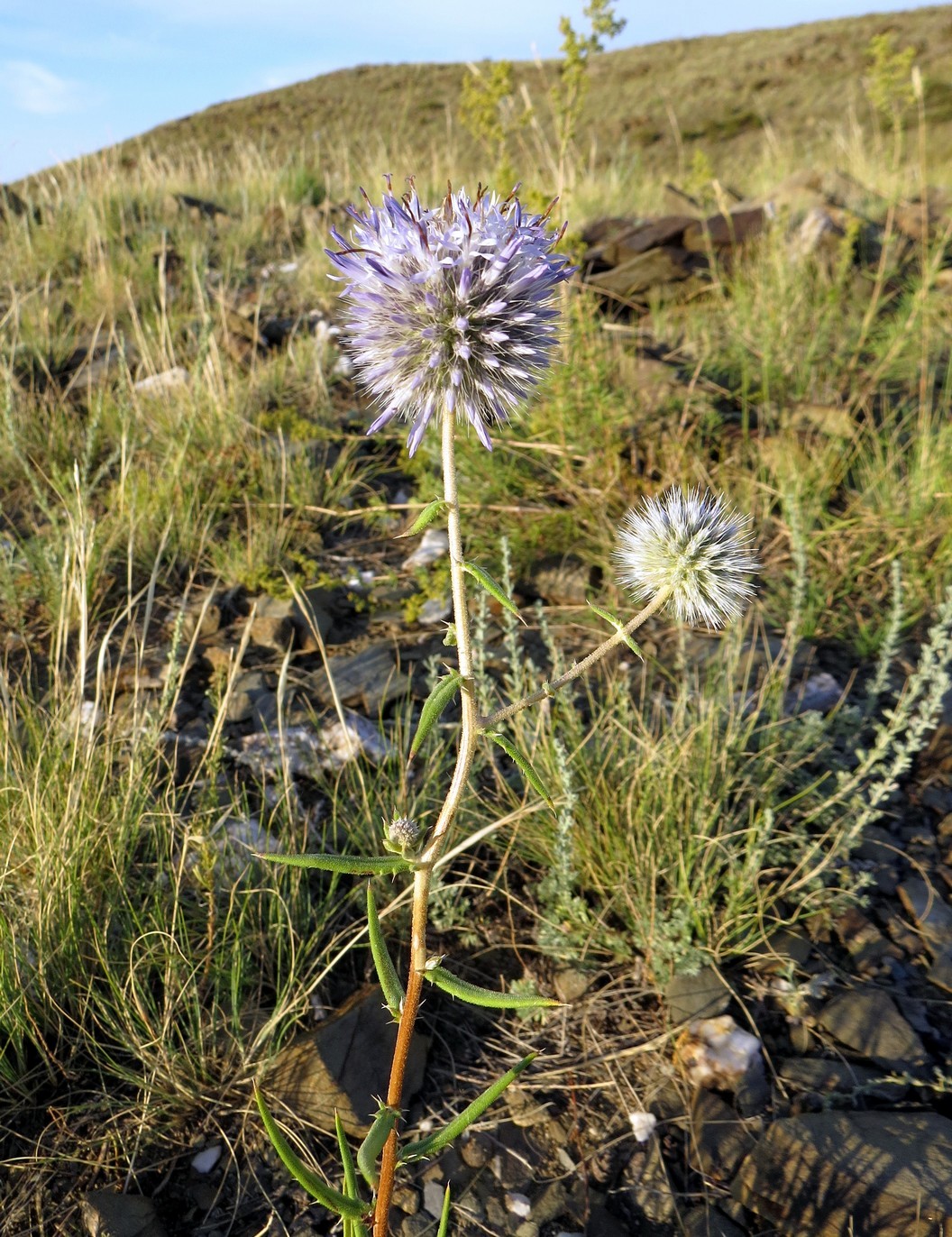 Изображение особи Echinops saissanicus.