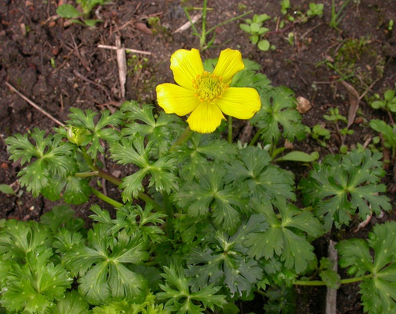 Image of Trollius pumilus specimen.