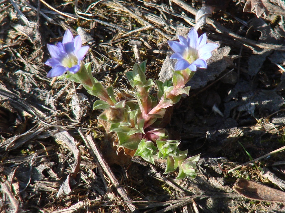 Image of Gentiana pseudoaquatica specimen.