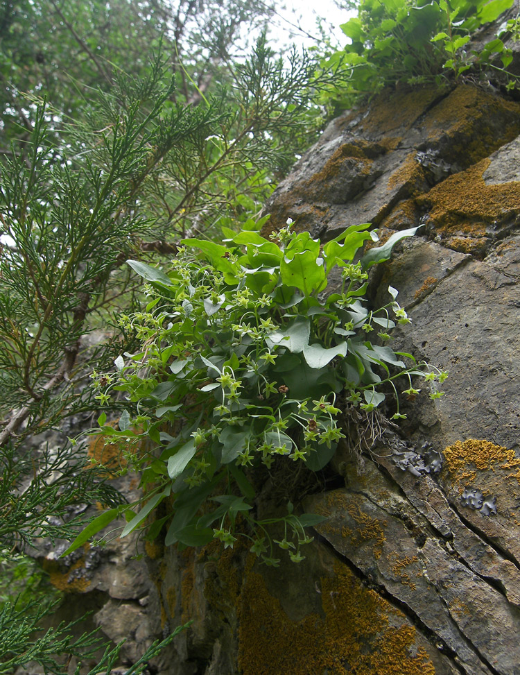 Image of Omphalodes rupestris specimen.