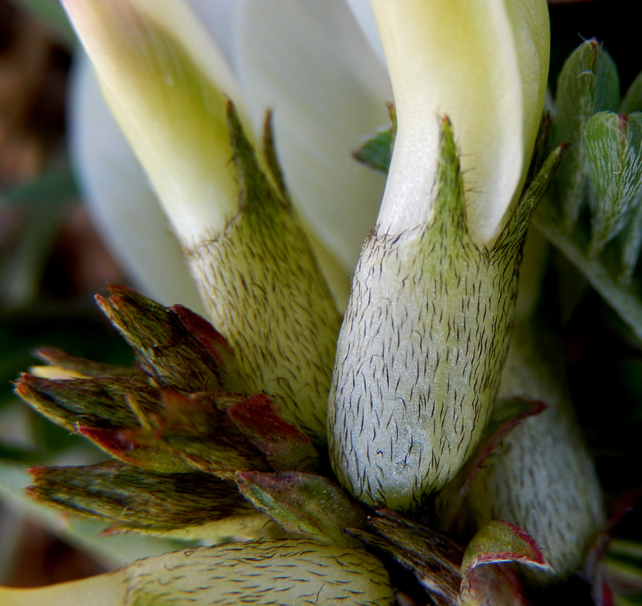 Image of Astragalus resupinatus specimen.