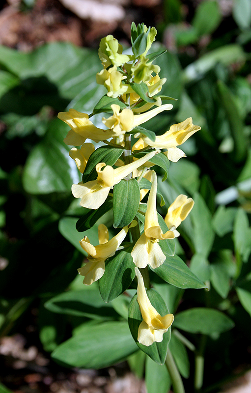 Image of Corydalis marschalliana specimen.