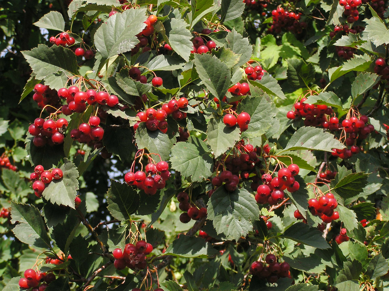 Изображение особи Crataegus sanguinea.