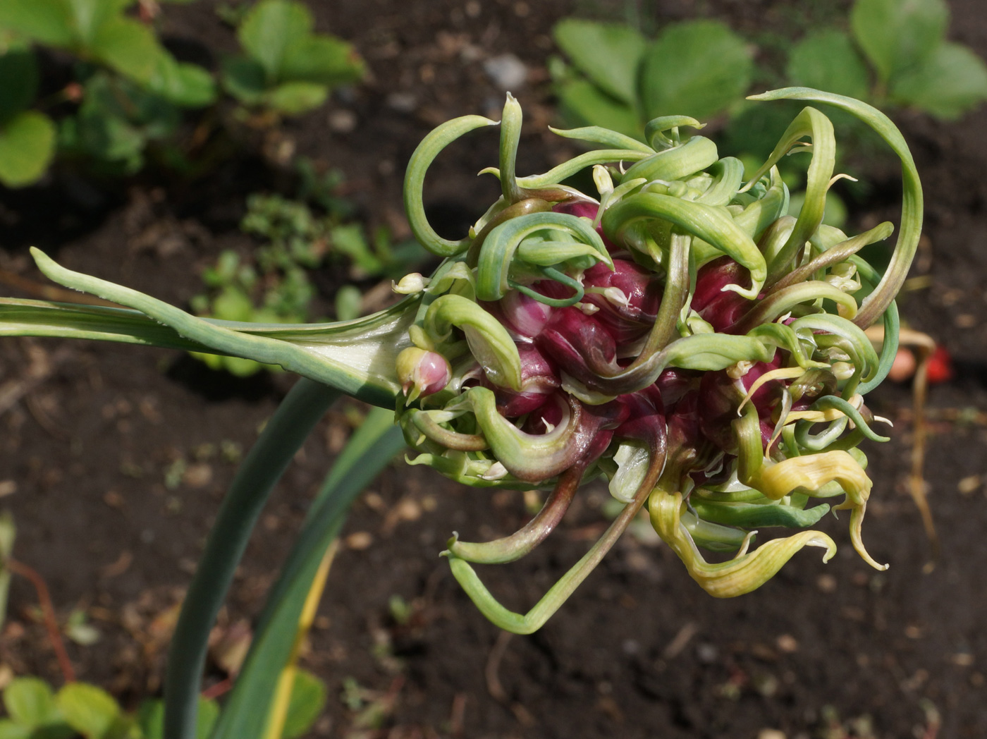 Image of Allium sativum specimen.