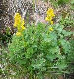 Смотреть изображение Corydalis gortschakovii