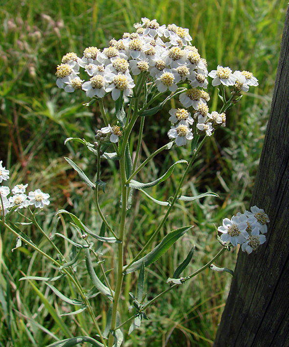 Image of Achillea cartilaginea specimen.