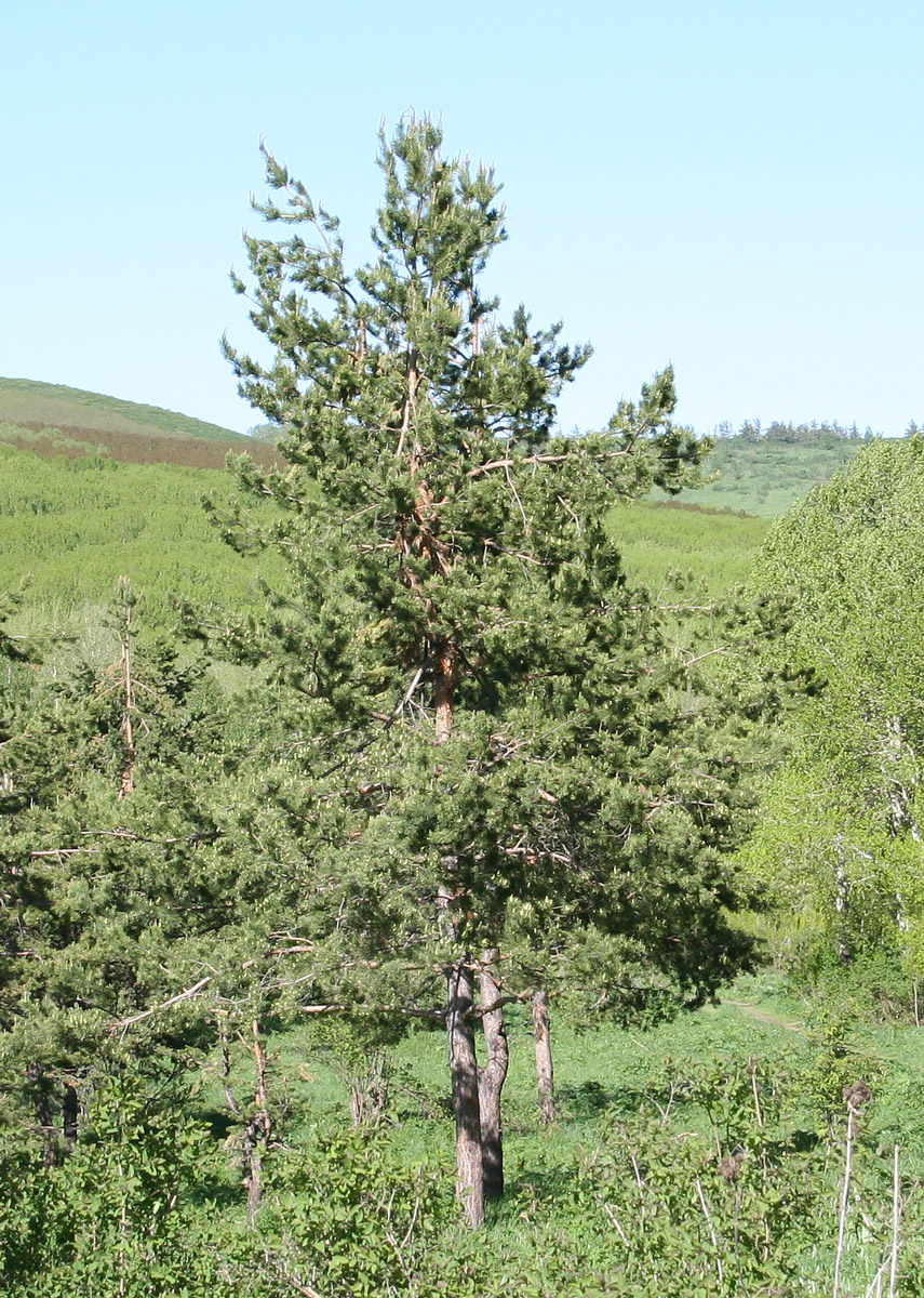 Изображение особи Pinus sylvestris.