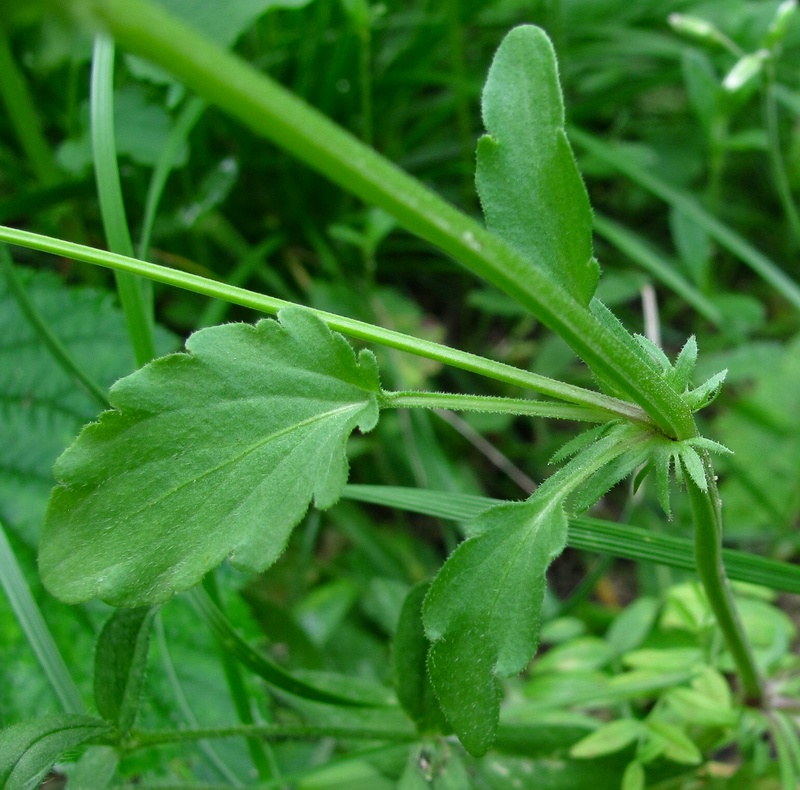 Image of Viola tricolor specimen.