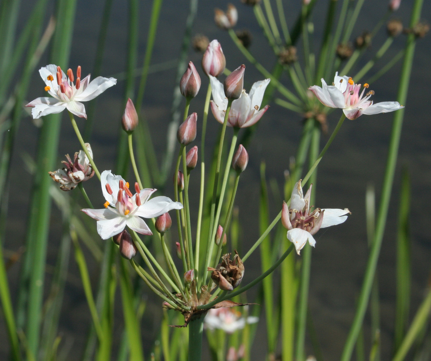 Image of Butomus umbellatus specimen.