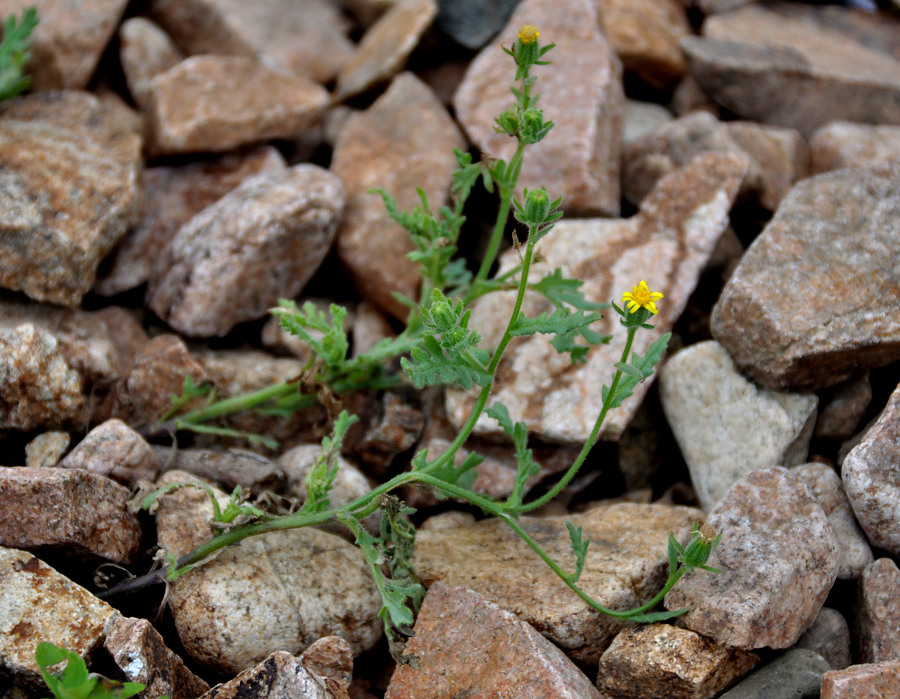 Image of Senecio viscosus specimen.