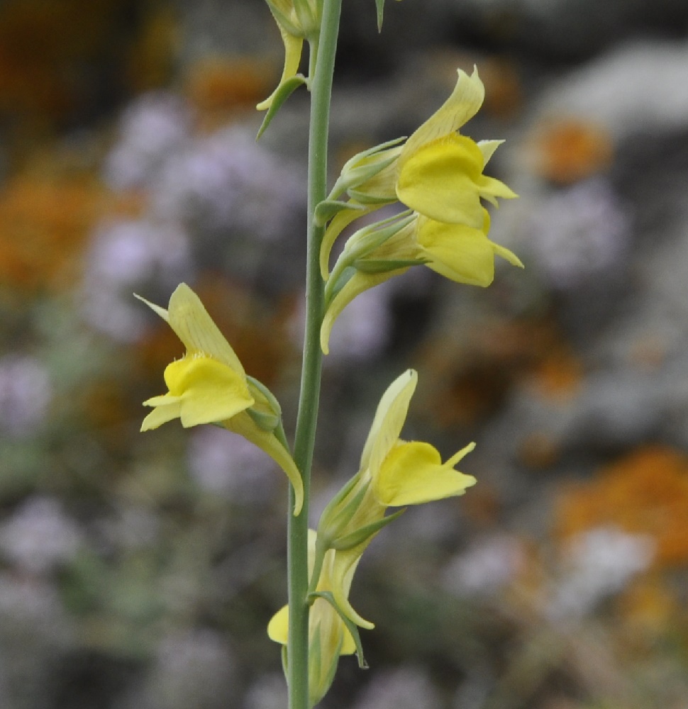 Image of genus Linaria specimen.