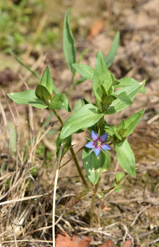 Image of Anagallis foemina specimen.