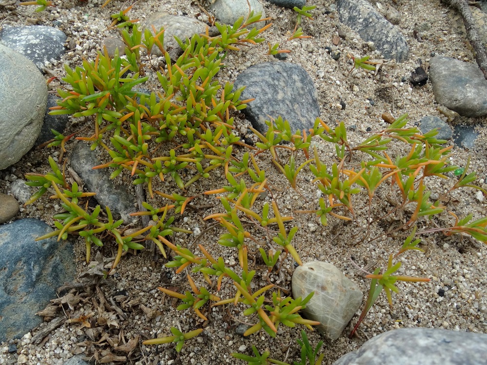 Image of genus Salsola specimen.