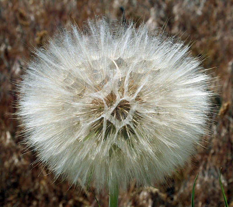 Image of Tragopogon dubius ssp. major specimen.