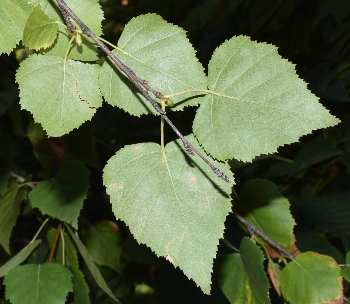 Image of genus Betula specimen.