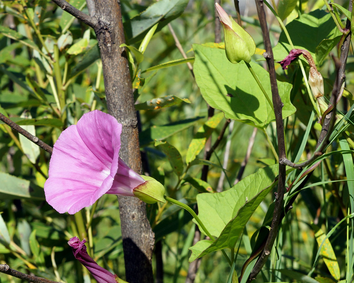 Изображение особи Calystegia inflata.