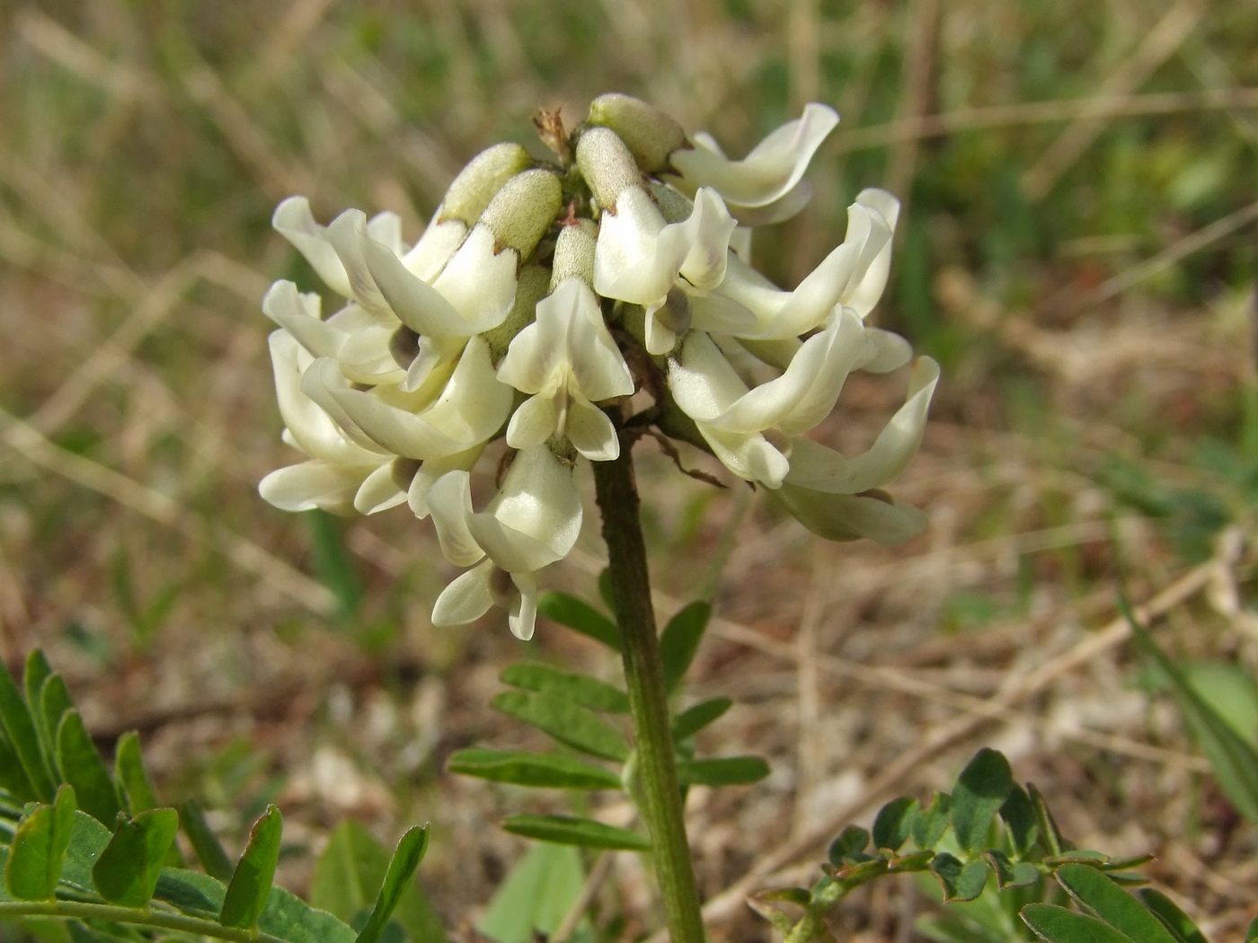 Изображение особи Astragalus schelichowii.