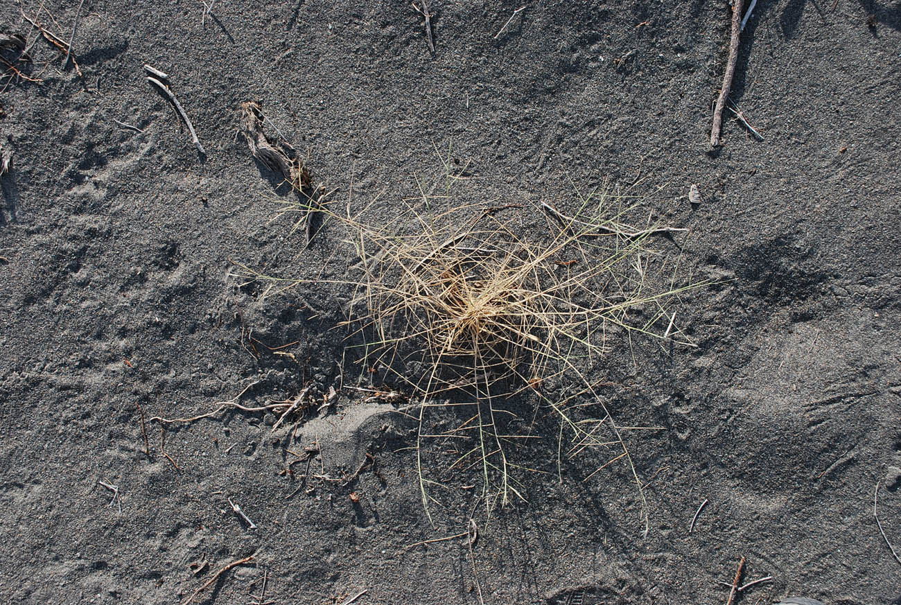 Image of Stipagrostis pennata ssp. minor specimen.