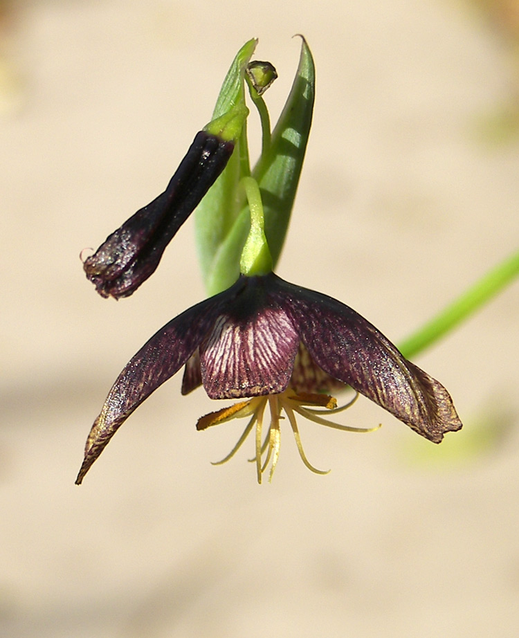 Image of Tigridia hallbergii specimen.