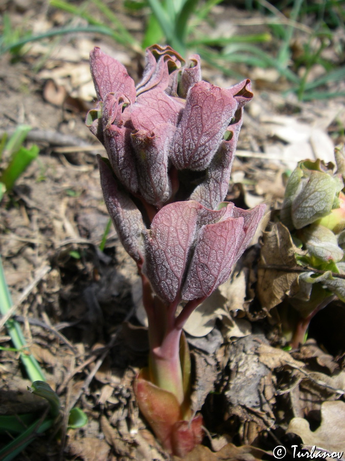 Image of Paeonia daurica specimen.