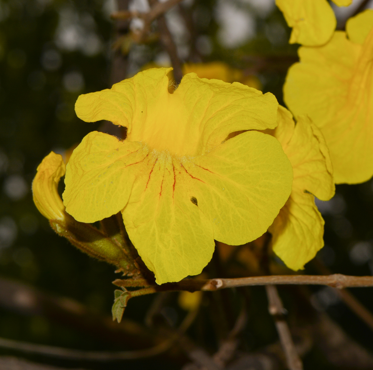 Изображение особи Handroanthus chrysanthus.