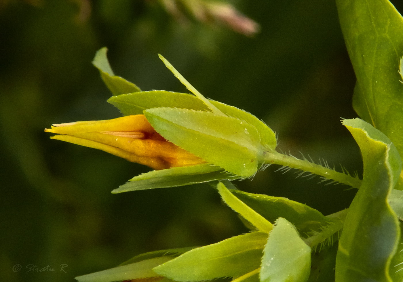 Image of Cerinthe minor specimen.