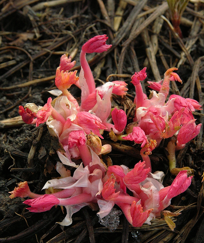 Image of Geranium pratense specimen.