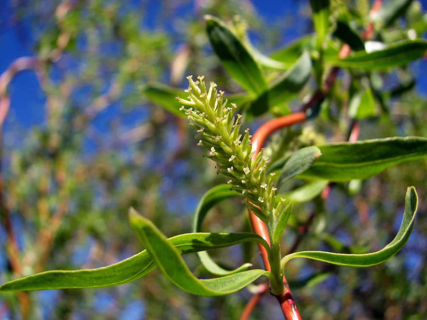 Image of Salix &times; sepulcralis specimen.