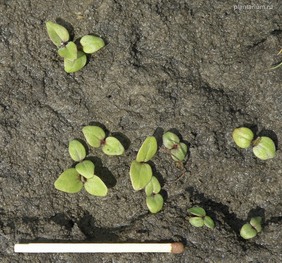 Image of Althaea officinalis specimen.