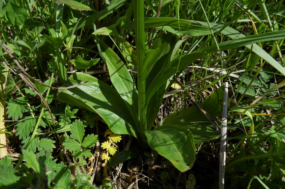 Image of Platanthera &times; hybrida specimen.