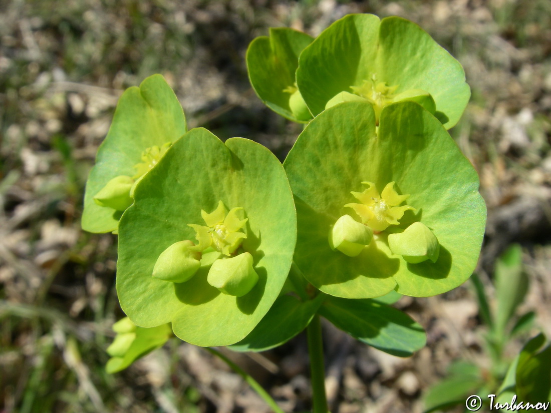 Image of Euphorbia amygdaloides specimen.