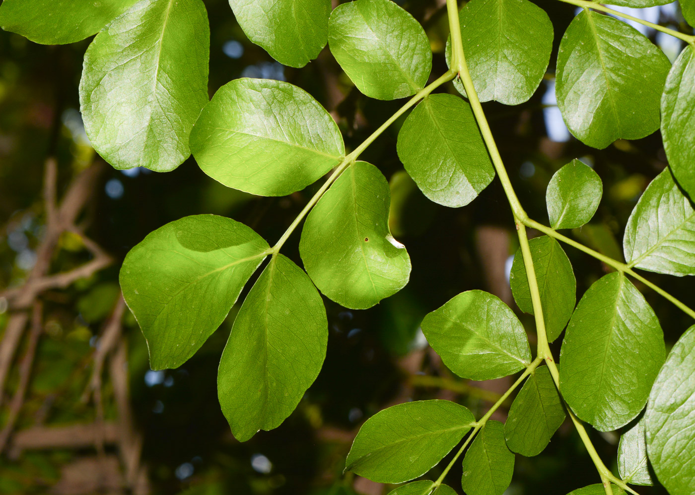 Image of Schotia latifolia specimen.