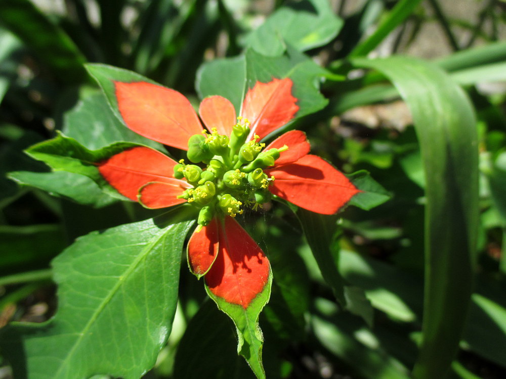 Image of Euphorbia cyathophora specimen.