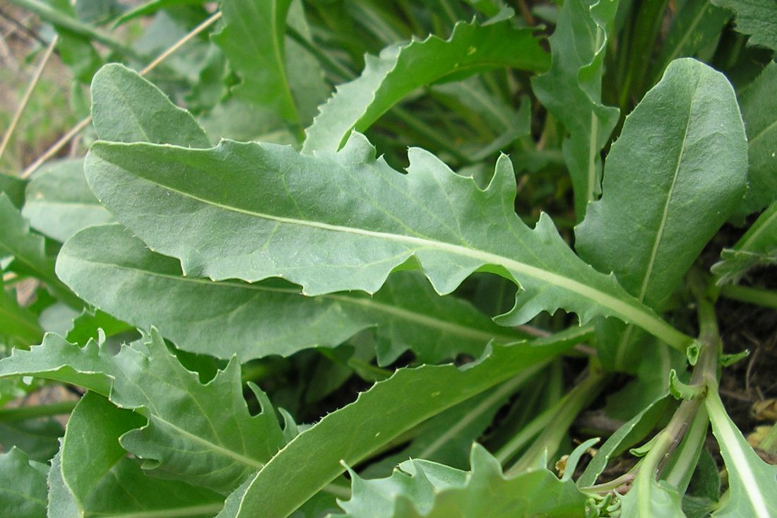 Image of Diplotaxis tenuifolia specimen.