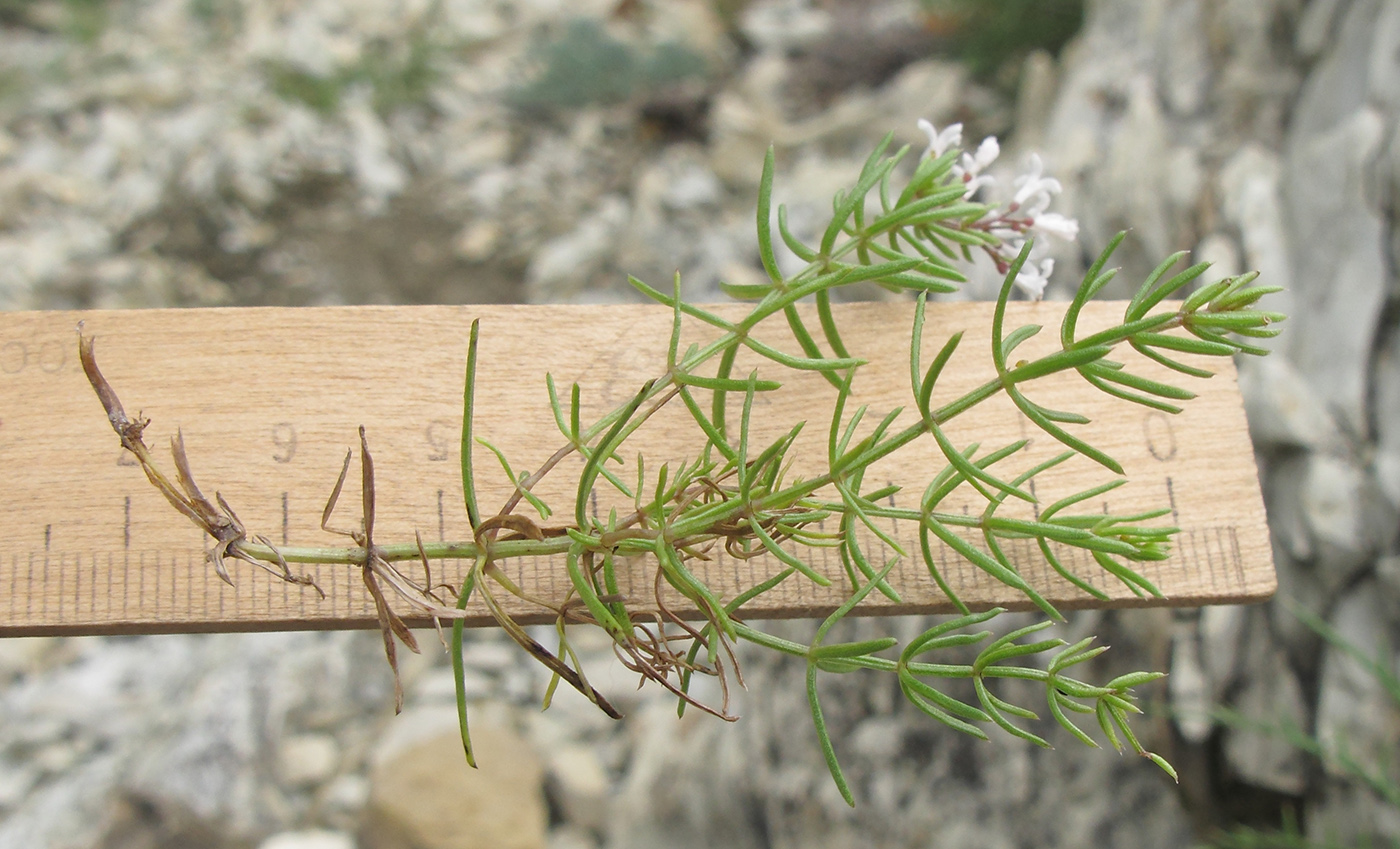 Image of Asperula biebersteinii specimen.