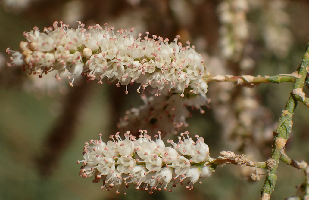 Image of Tamarix smyrnensis specimen.