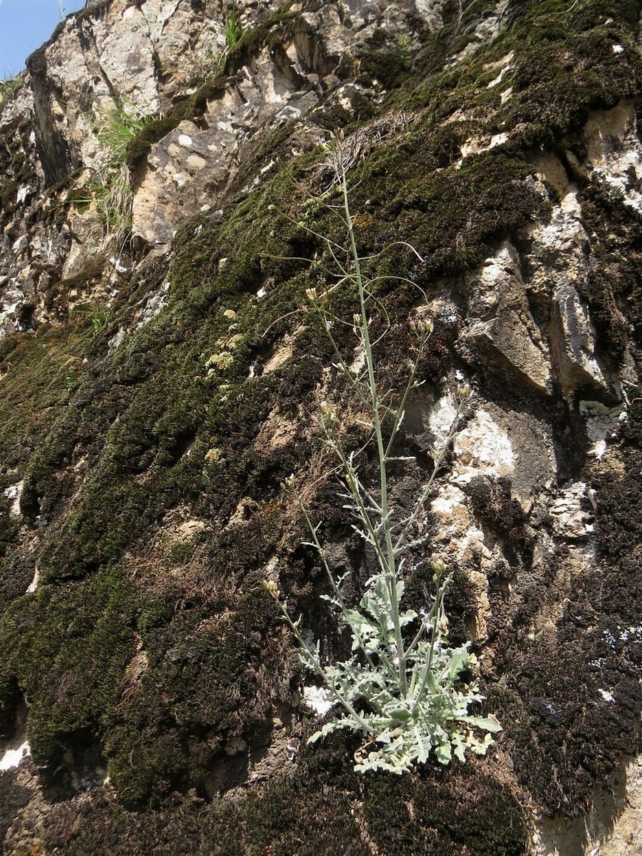 Image of Crucihimalaya wallichii specimen.