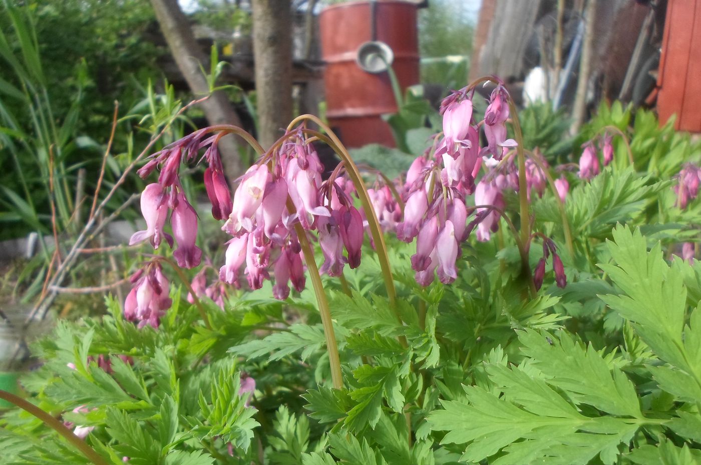 Image of Dicentra formosa specimen.