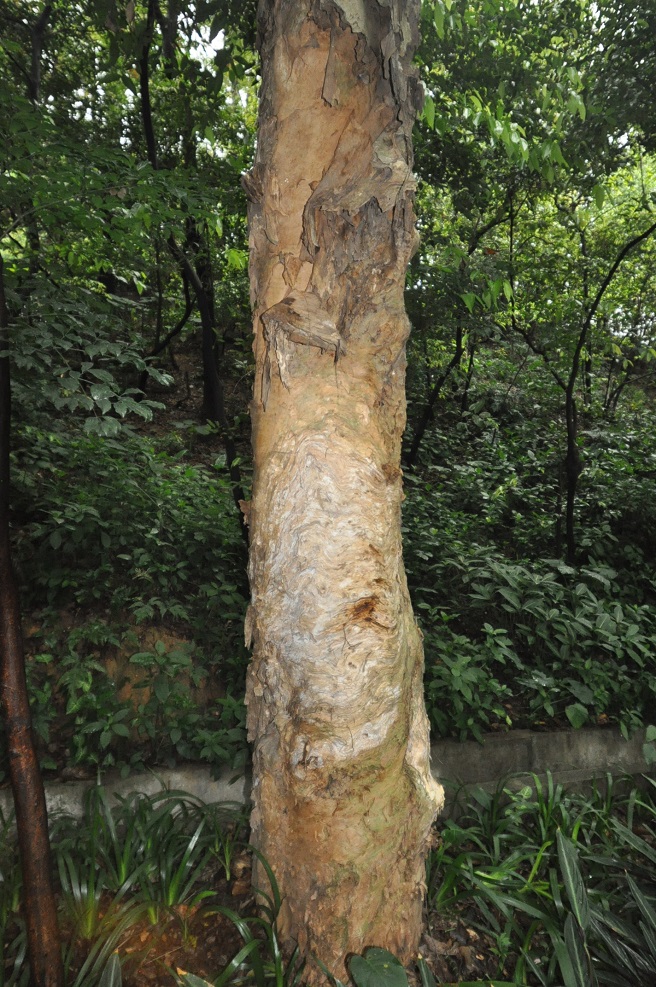 Image of Melaleuca leucadendra specimen.