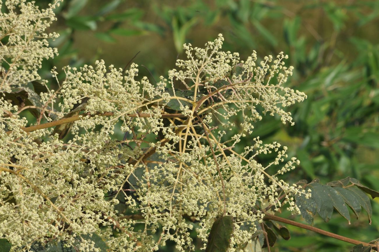 Image of Aralia dasyphylla specimen.