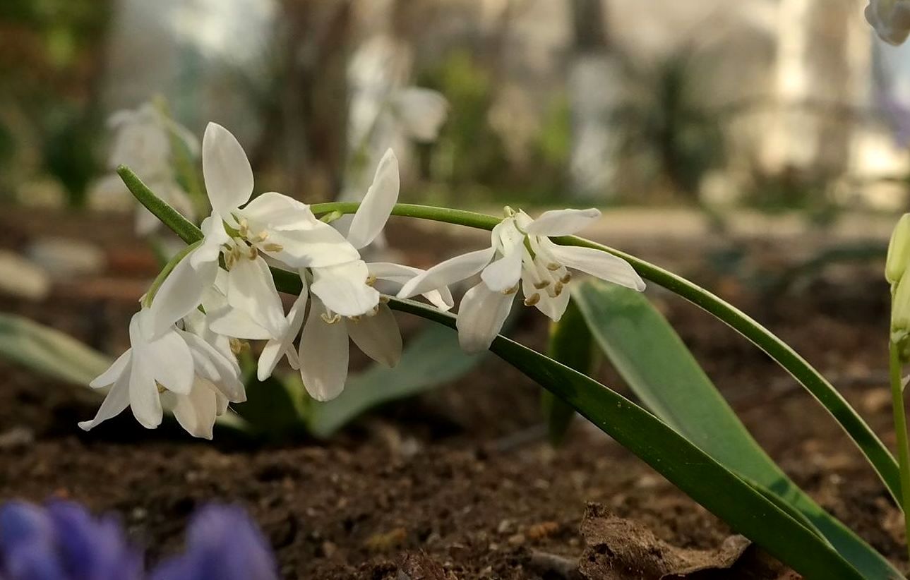 Изображение особи Scilla siberica.