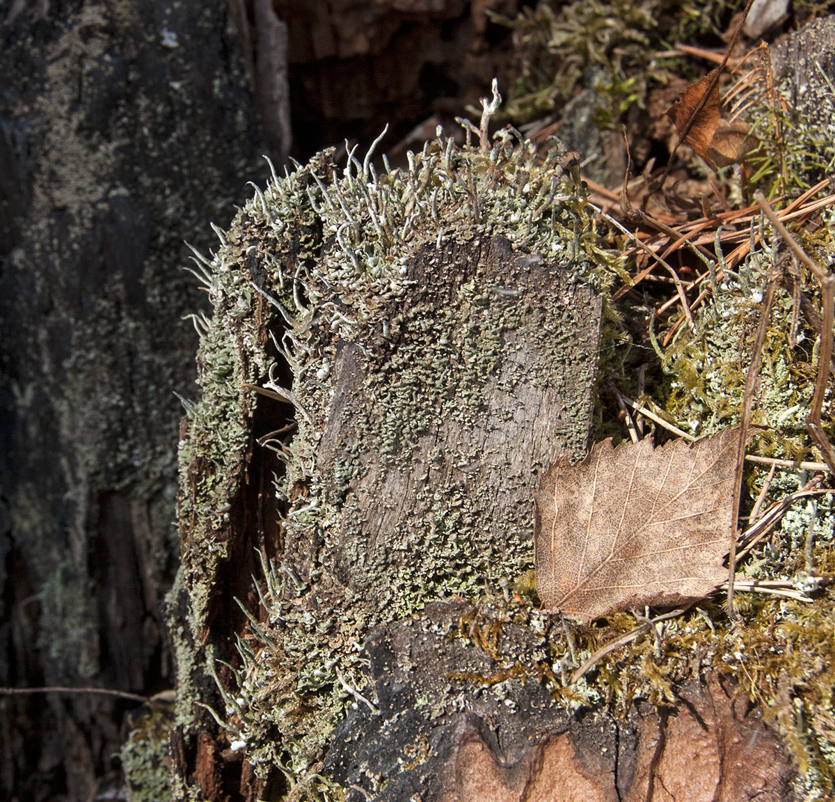 Image of genus Cladonia specimen.