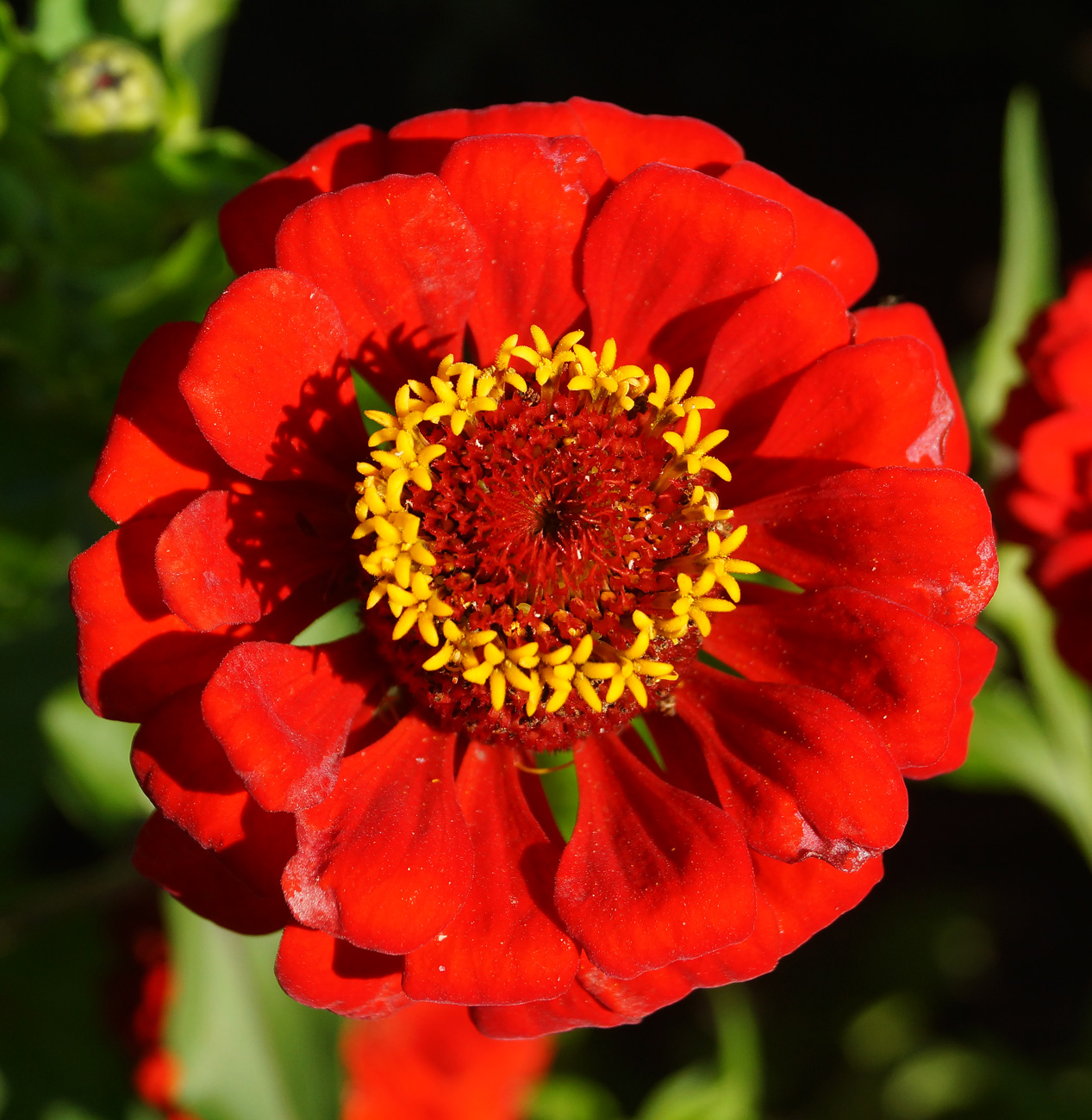 Image of Zinnia elegans specimen.