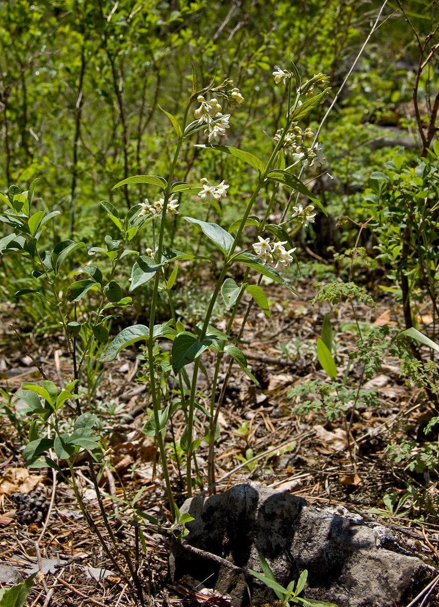 Image of Vincetoxicum hirundinaria specimen.