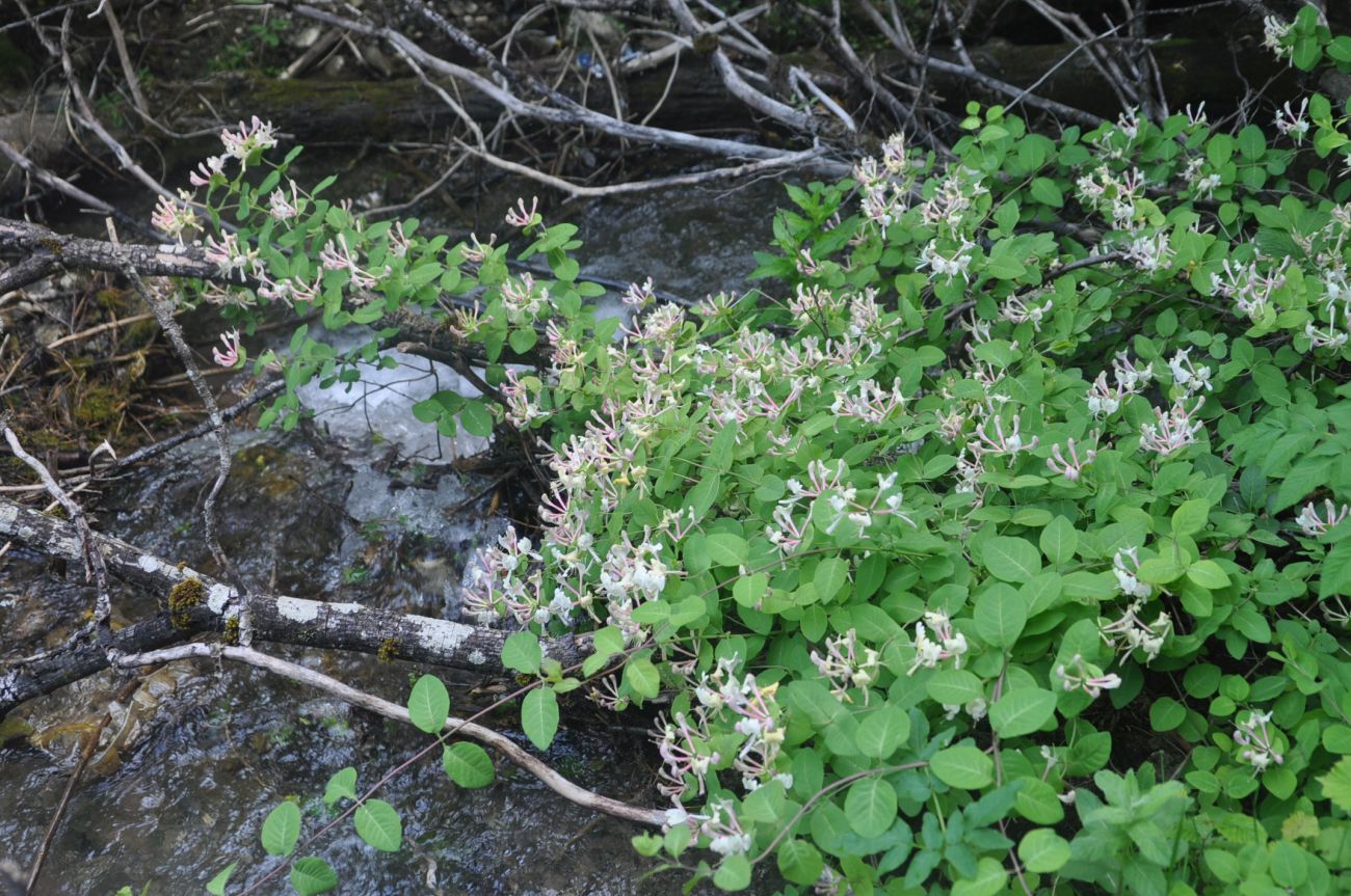 Image of Lonicera caprifolium specimen.